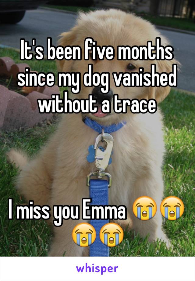 It's been five months since my dog vanished without a trace 



I miss you Emma 😭😭😭😭
