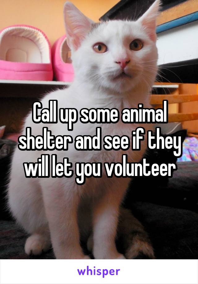 Call up some animal shelter and see if they will let you volunteer