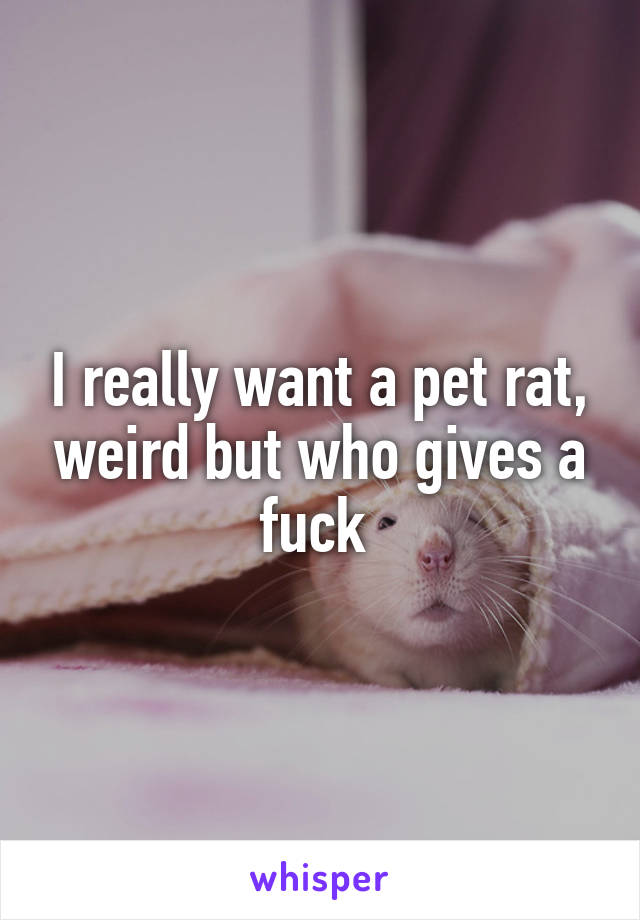 I really want a pet rat, weird but who gives a fuck 