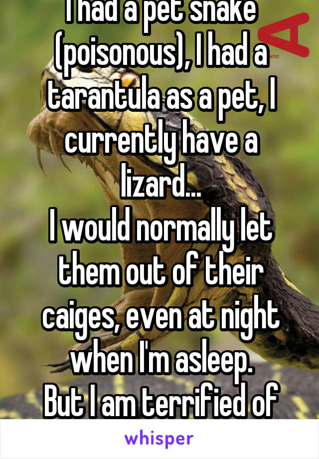 I had a pet snake (poisonous), I had a tarantula as a pet, I currently have a lizard...
I would normally let them out of their caiges, even at night when I'm asleep.
But I am terrified of ANTS. 