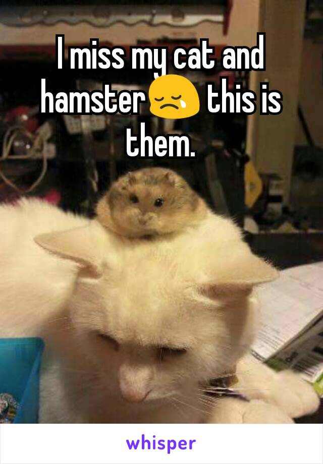 I miss my cat and hamster😢 this is them.
