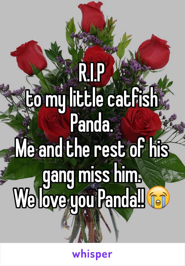 R.I.P
to my little catfish Panda. 
Me and the rest of his gang miss him.
We love you Panda!!😭
