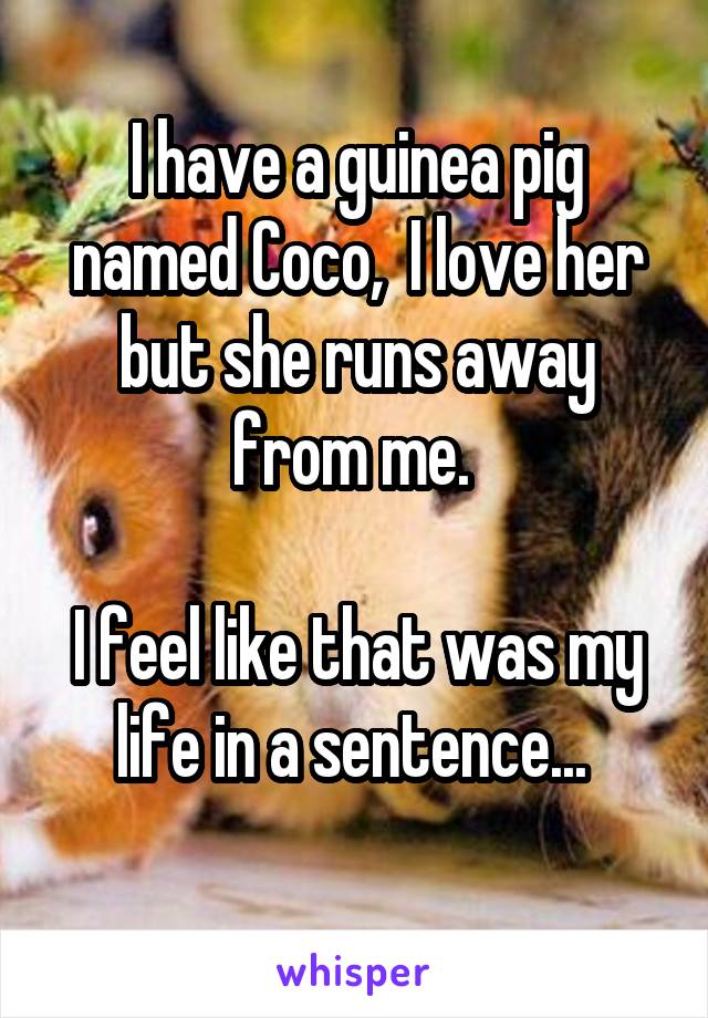 I have a guinea pig named Coco,  I love her but she runs away from me. 

I feel like that was my life in a sentence... 
