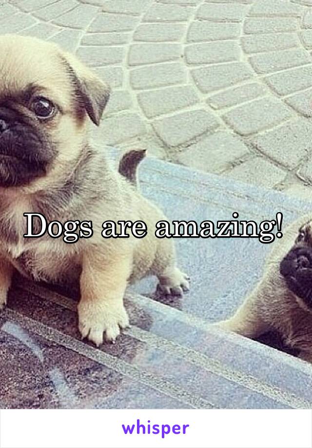 Dogs are amazing! 