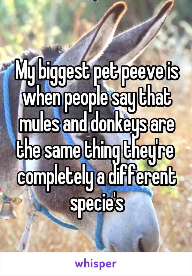 My biggest pet peeve is when people say that mules and donkeys are the same thing they're  completely a different specie's