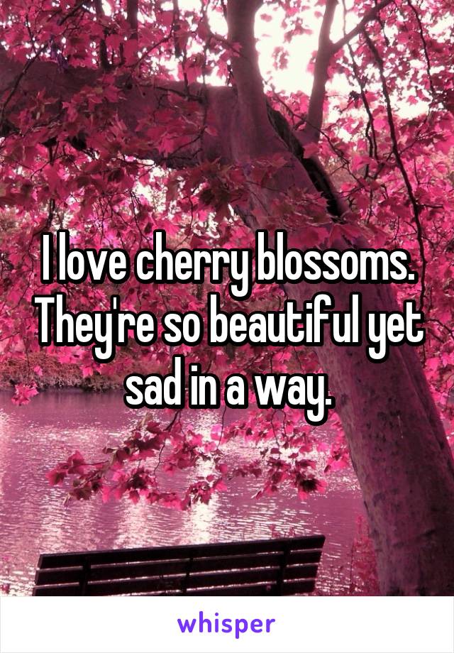 I love cherry blossoms. They're so beautiful yet sad in a way.