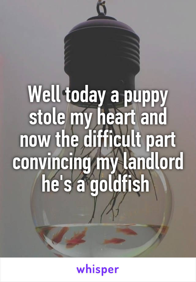Well today a puppy stole my heart and now the difficult part convincing my landlord he's a goldfish 