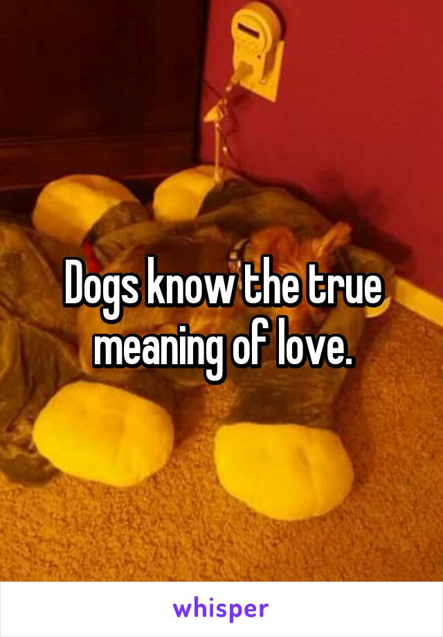 Dogs know the true meaning of love.