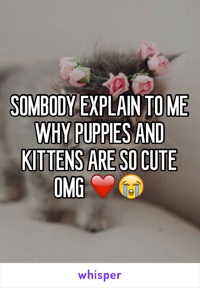 SOMBODY EXPLAIN TO ME WHY PUPPIES AND KITTENS ARE SO CUTE OMG ❤️😭