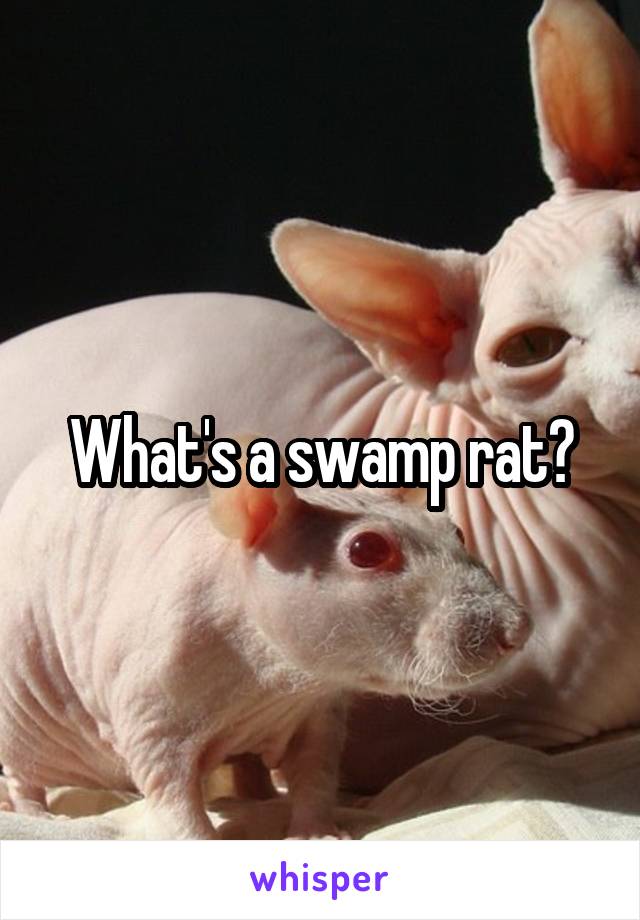 What's a swamp rat?