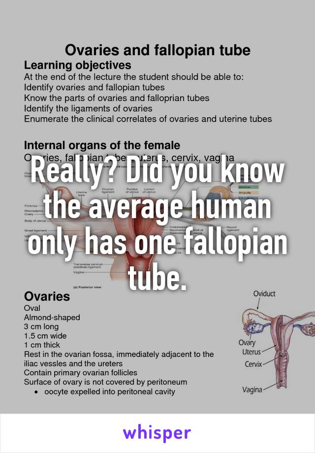 Really? Did you know the average human only has one fallopian tube.