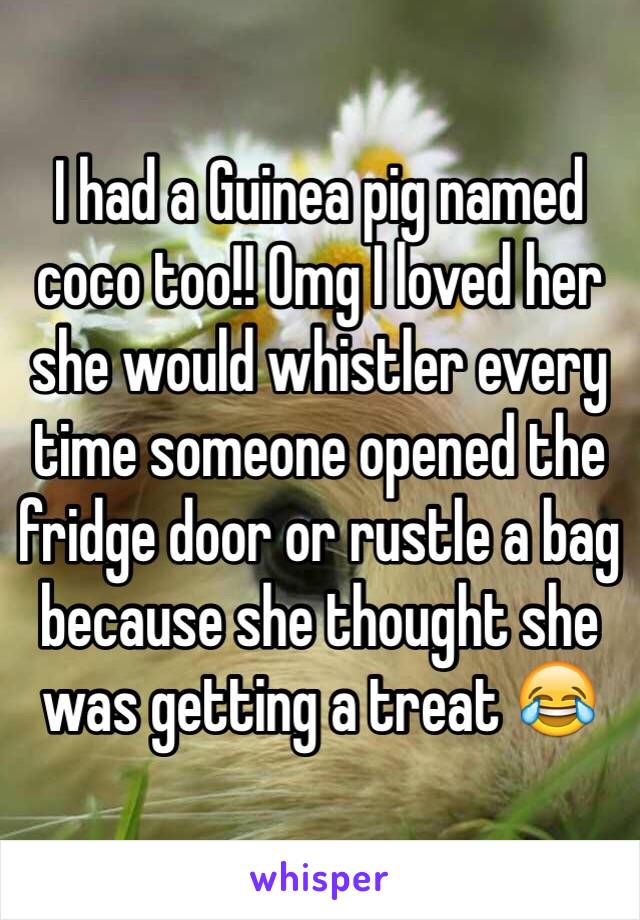 I had a Guinea pig named coco too!! Omg I loved her she would whistler every time someone opened the fridge door or rustle a bag because she thought she was getting a treat 😂