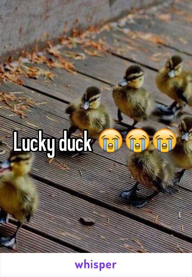 Lucky duck 😭😭😭