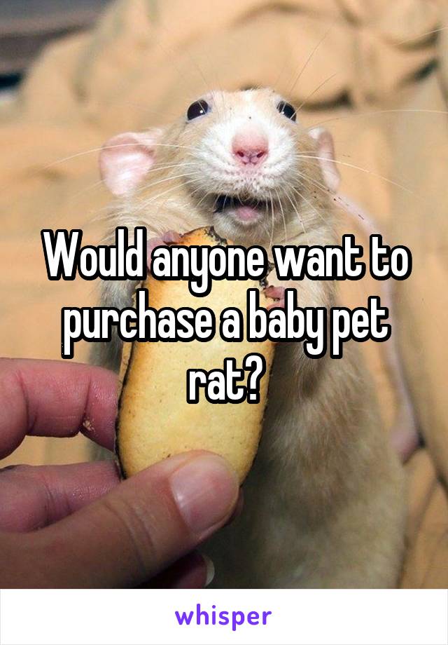 Would anyone want to purchase a baby pet rat?