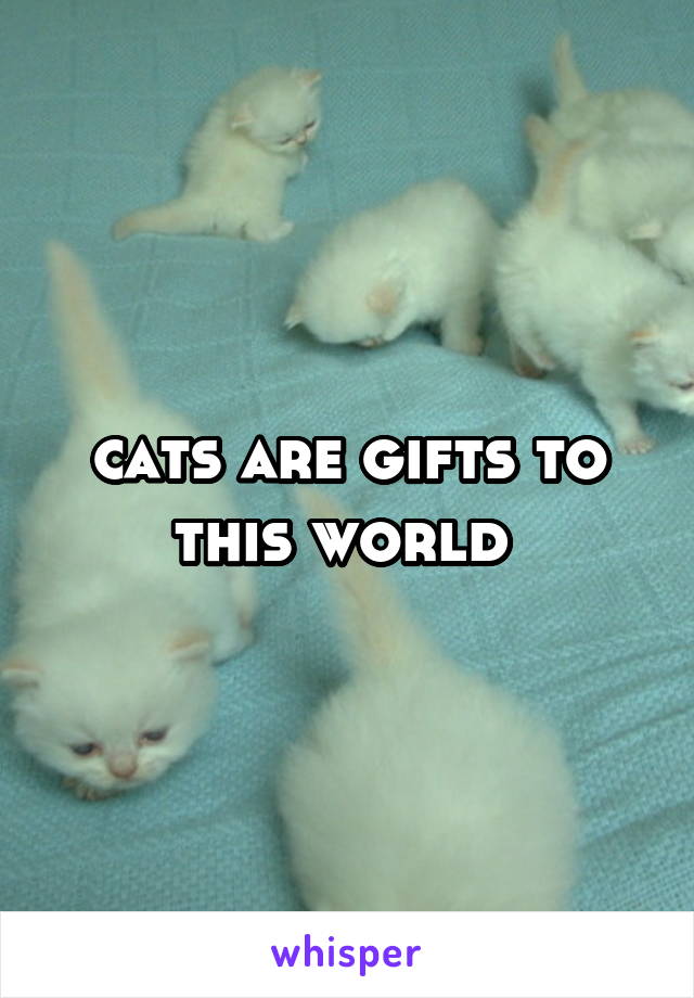 cats are gifts to this world 