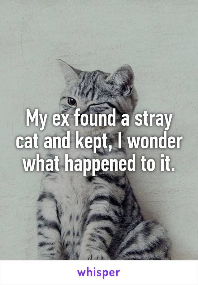 My ex found a stray cat and kept, I wonder what happened to it.