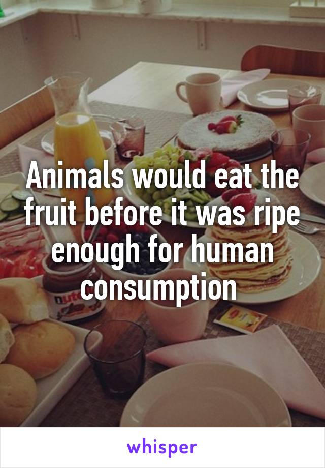 Animals would eat the fruit before it was ripe enough for human consumption 