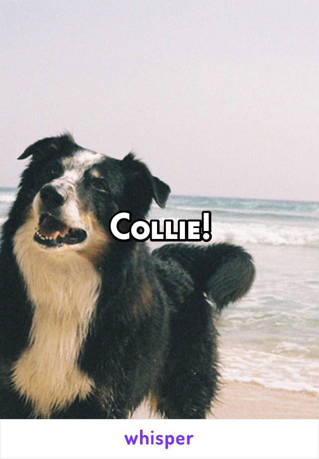 Collie!
