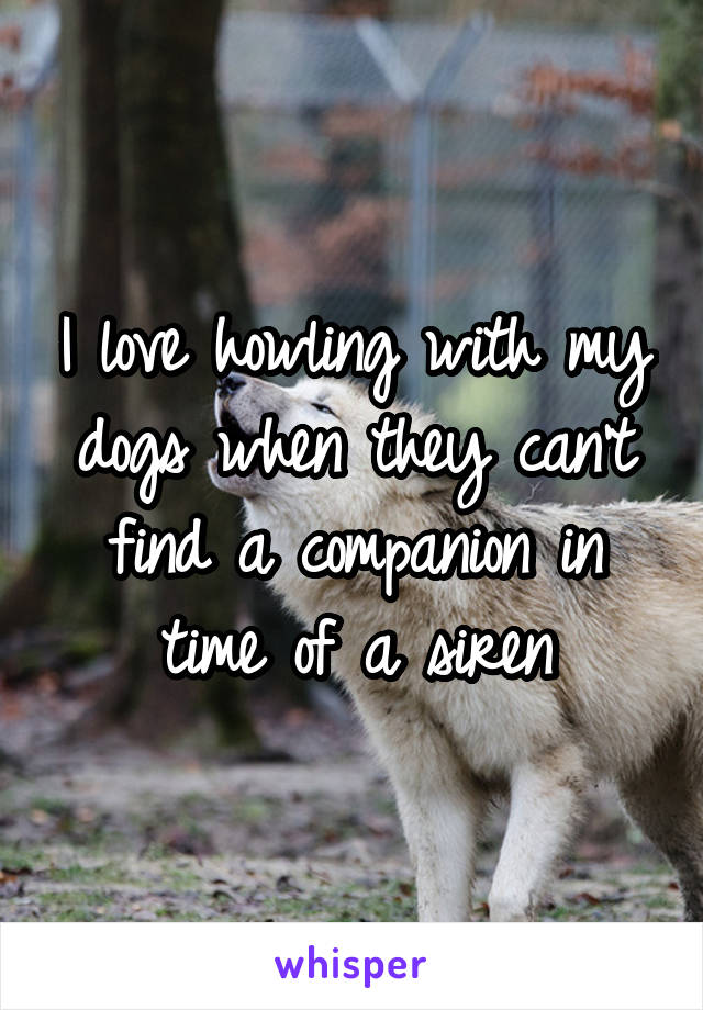 I love howling with my dogs when they can't find a companion in time of a siren