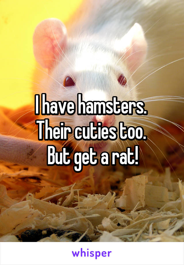I have hamsters. 
Their cuties too. 
But get a rat!