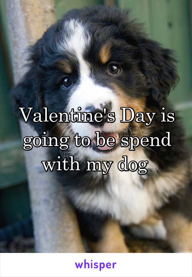 Valentine's Day is going to be spend with my dog 