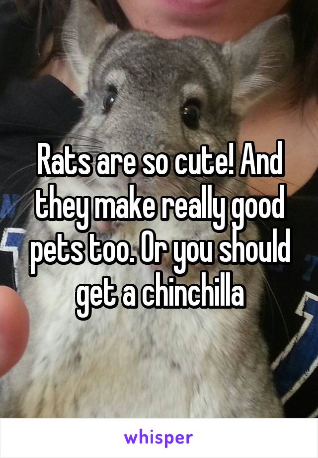 Rats are so cute! And they make really good pets too. Or you should get a chinchilla