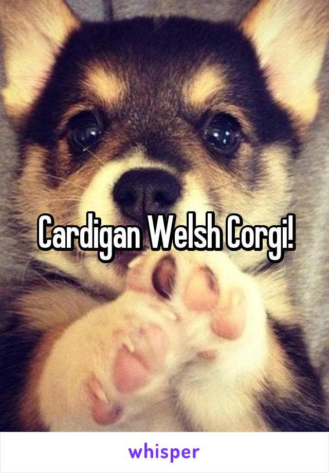 Cardigan Welsh Corgi!
