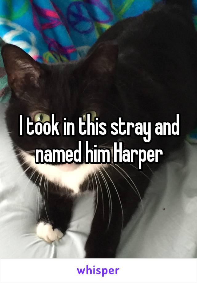 I took in this stray and named him Harper