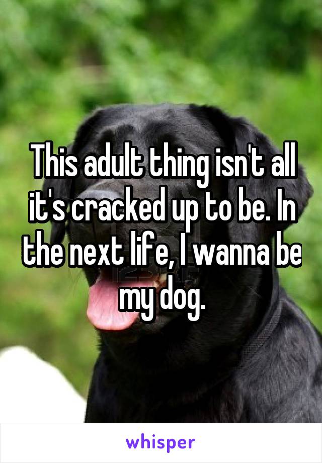 This adult thing isn't all it's cracked up to be. In the next life, I wanna be my dog.