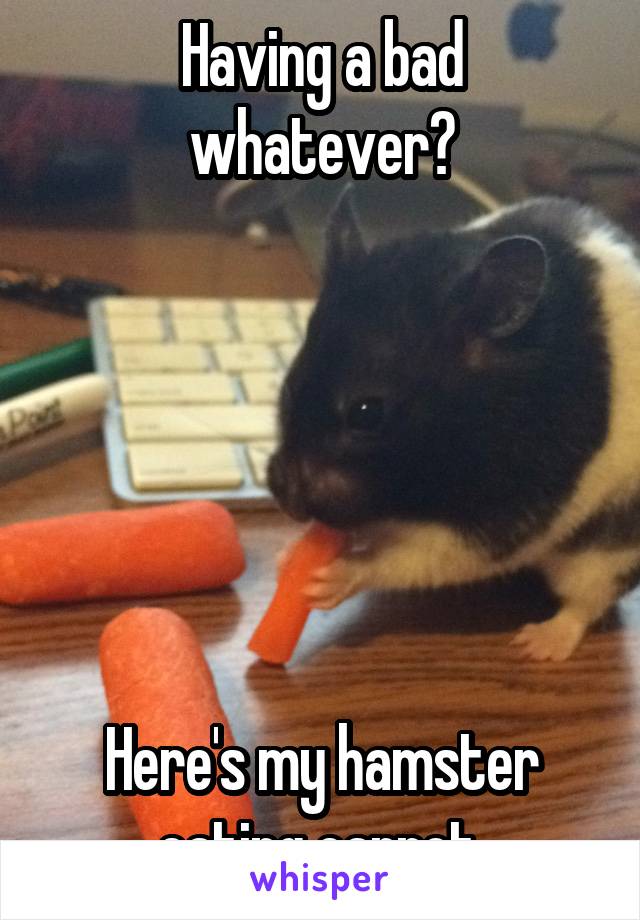 Having a bad whatever?






Here's my hamster eating carrot.