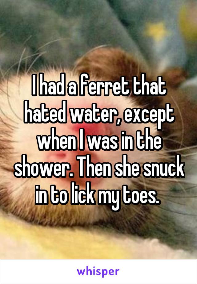 I had a ferret that hated water, except when I was in the shower. Then she snuck in to lick my toes. 
