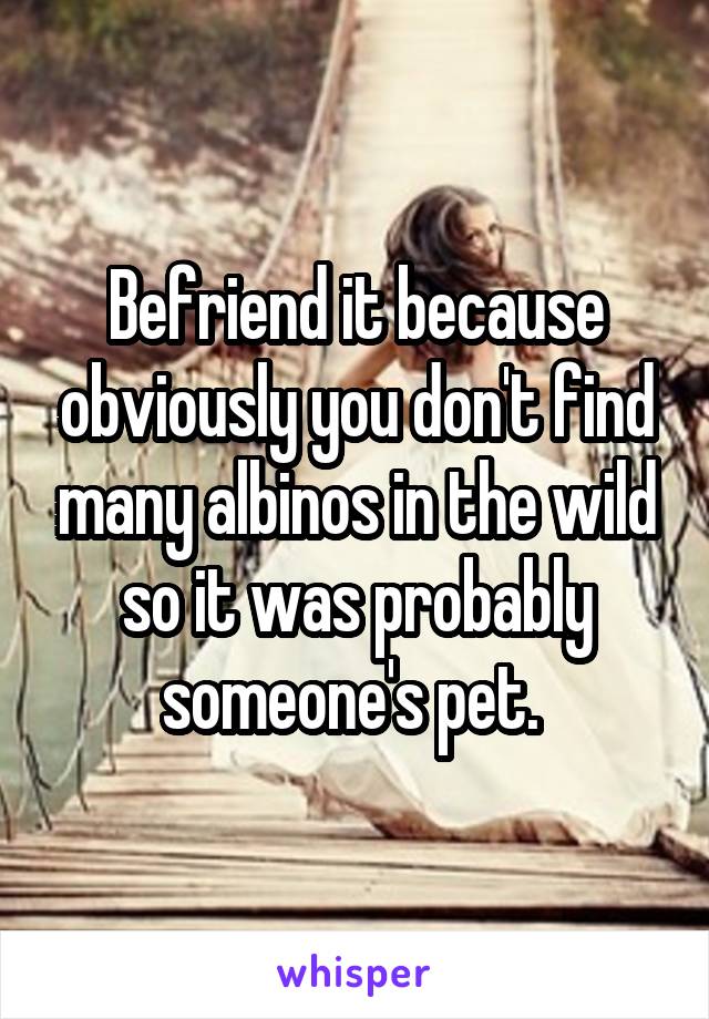 Befriend it because obviously you don't find many albinos in the wild so it was probably someone's pet. 