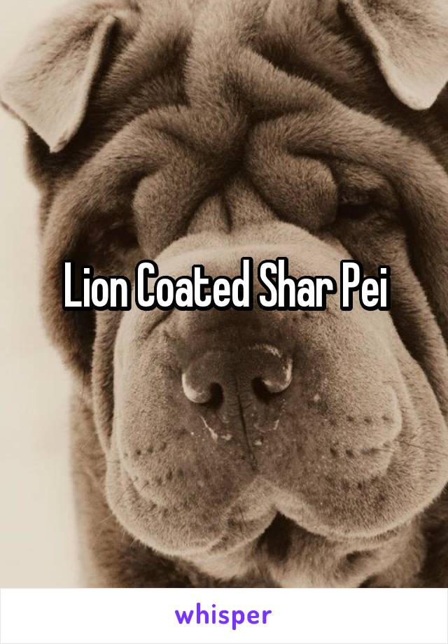 Lion Coated Shar Pei

