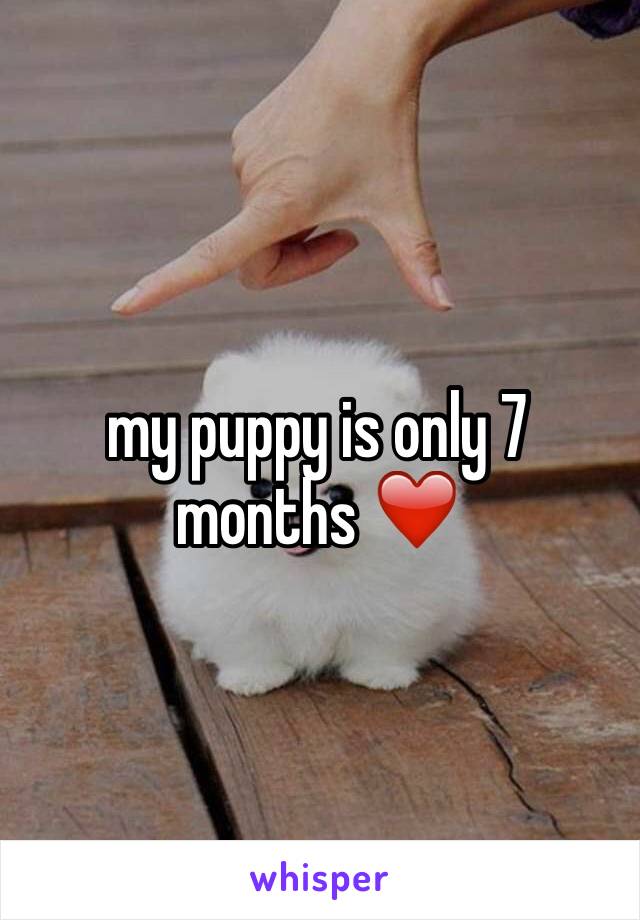 my puppy is only 7 months ❤️