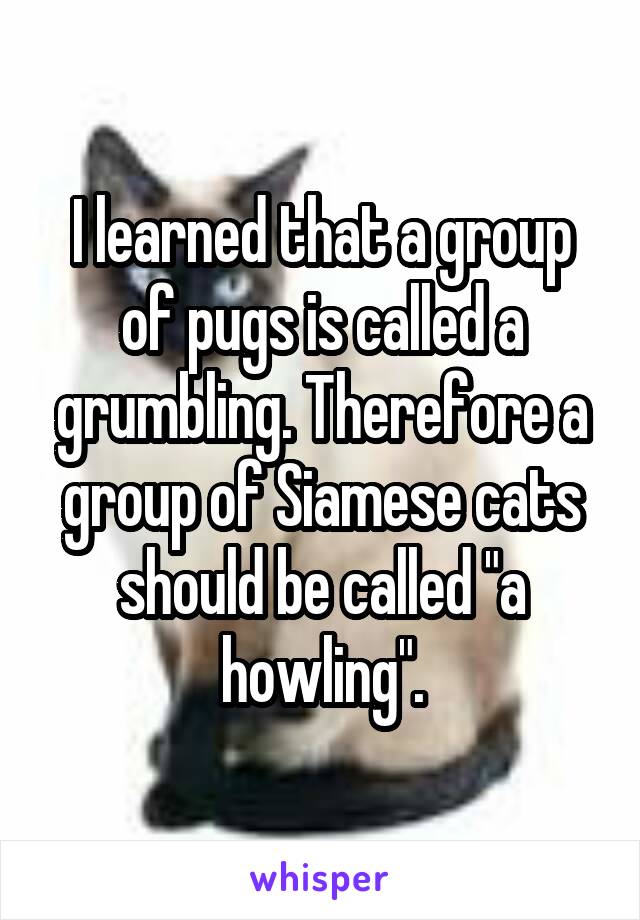 I learned that a group of pugs is called a grumbling. Therefore a group of Siamese cats should be called "a howling".