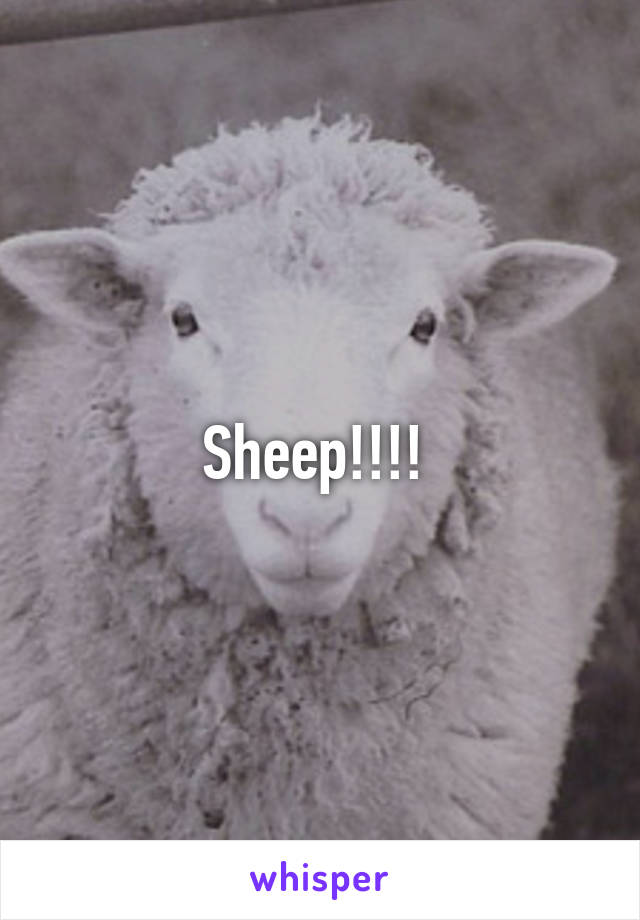 Sheep!!!! 