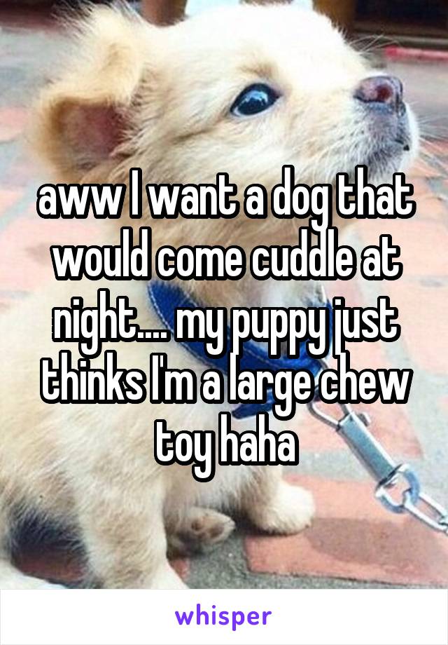 aww I want a dog that would come cuddle at night.... my puppy just thinks I'm a large chew toy haha