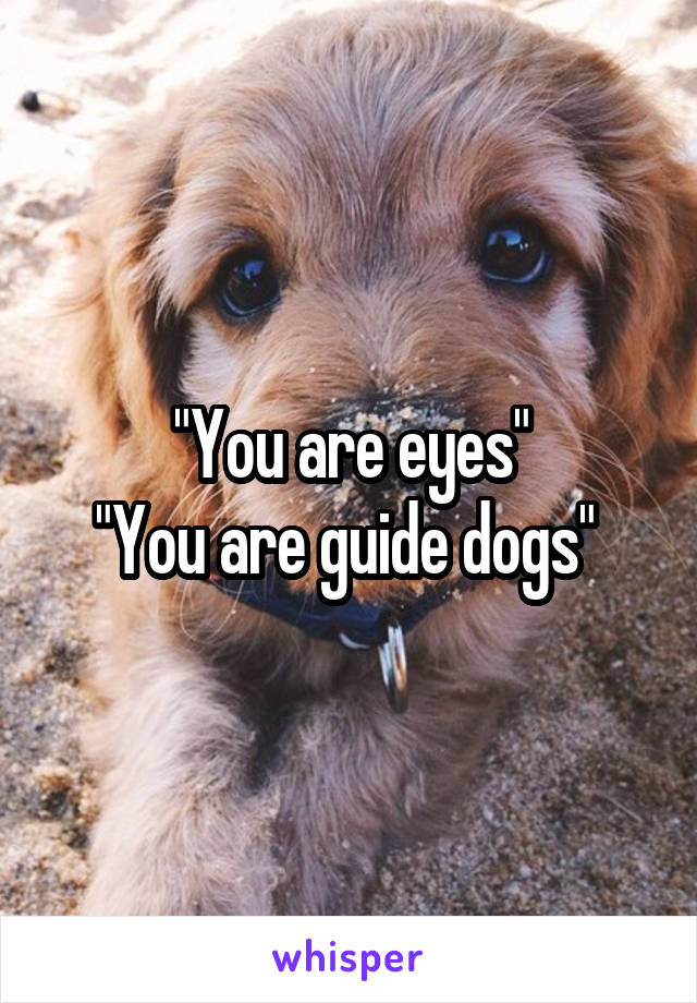 "You are eyes"
"You are guide dogs" 