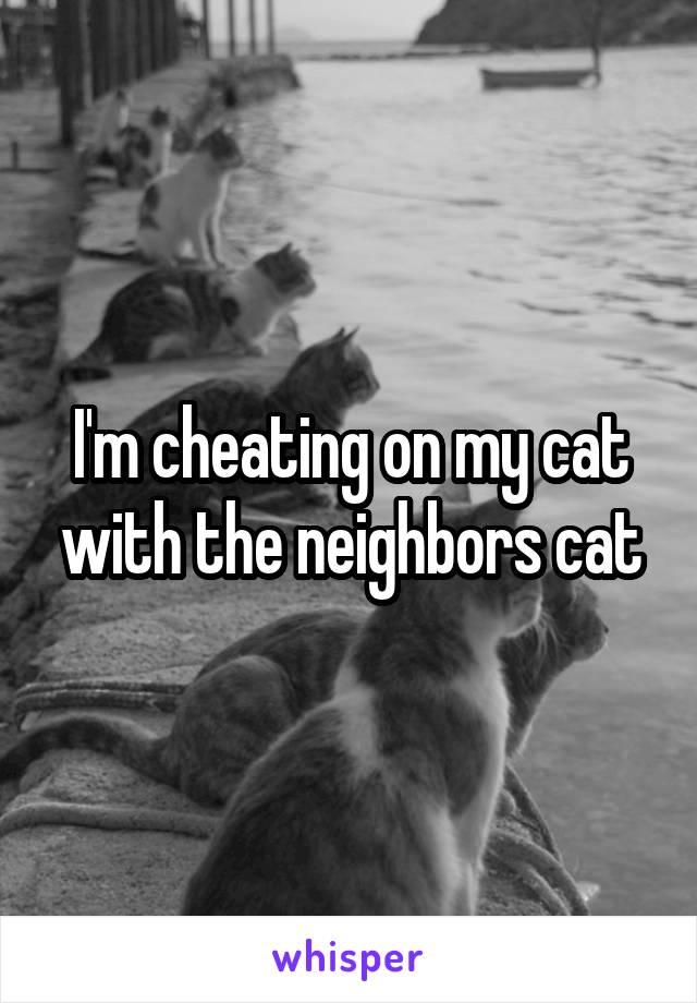 I'm cheating on my cat with the neighbors cat