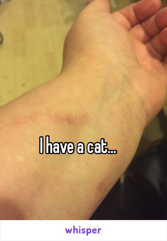 I have a cat...