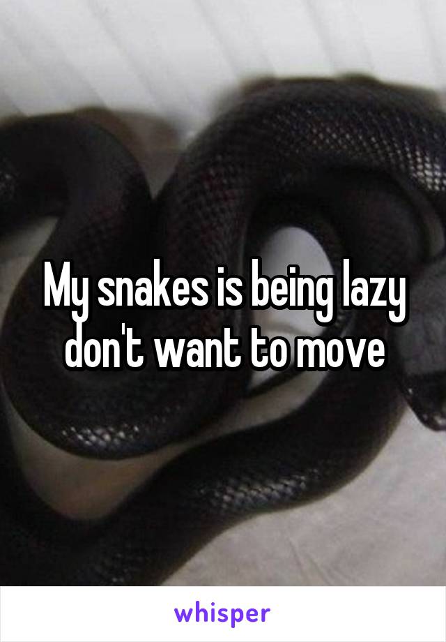 My snakes is being lazy don't want to move