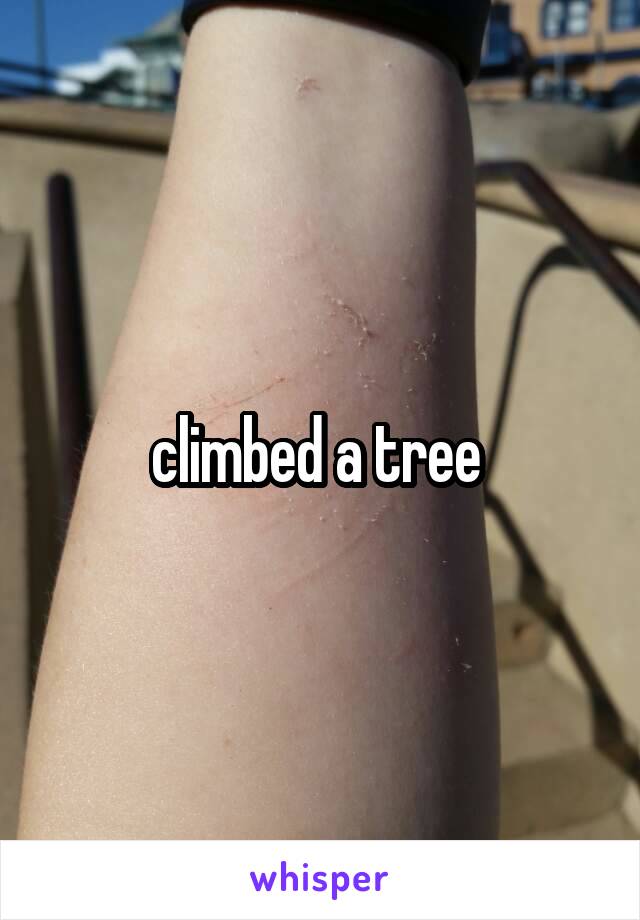 climbed a tree 