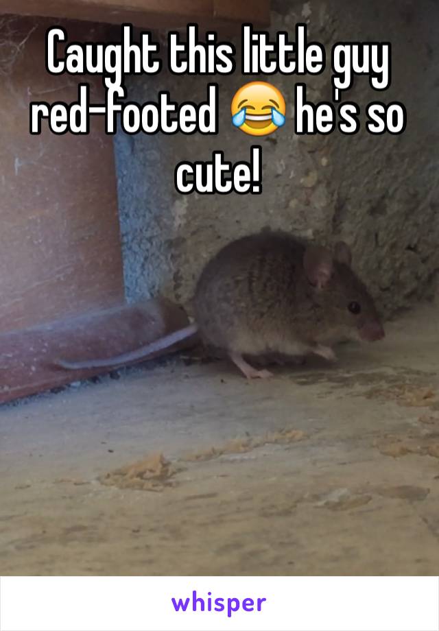 Caught this little guy red-footed 😂 he's so cute!






