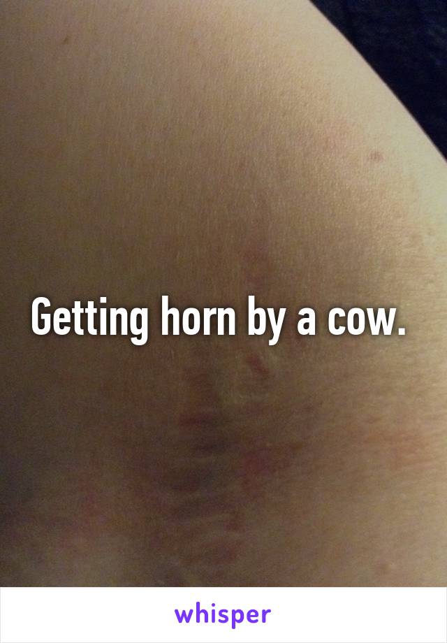 Getting horn by a cow. 