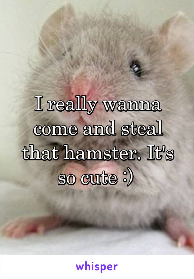 I really wanna come and steal that hamster. It's so cute :) 