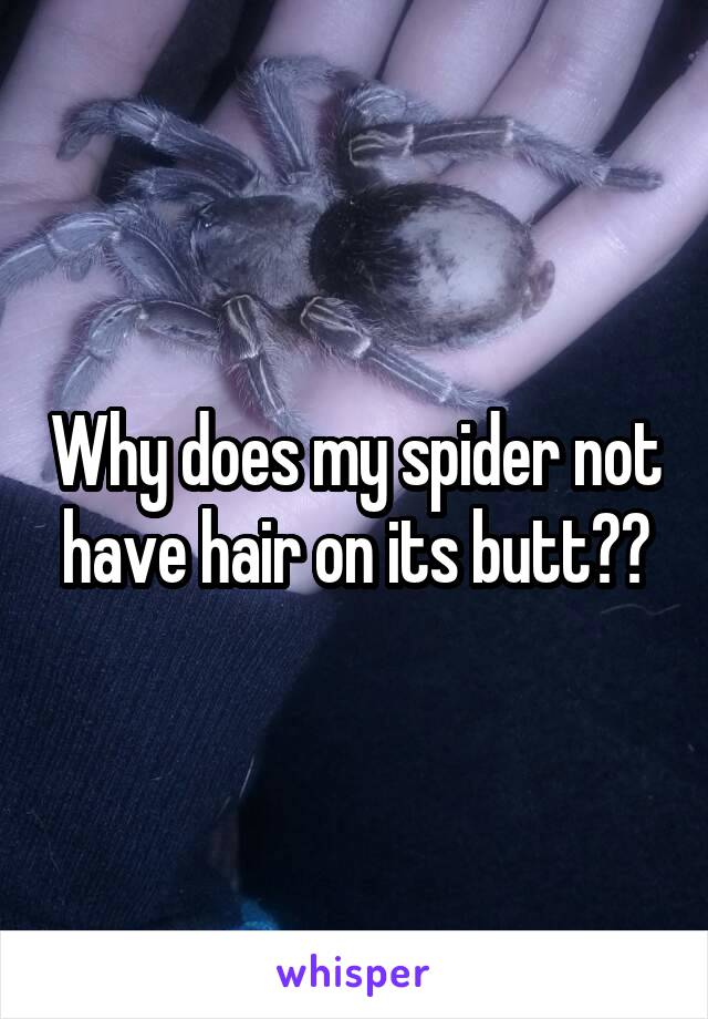 Why does my spider not have hair on its butt??