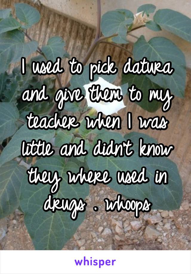 I used to pick datura and give them to my teacher when I was little and didn't know they where used in drugs . whoops