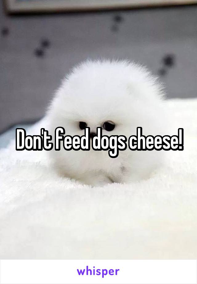Don't feed dogs cheese!