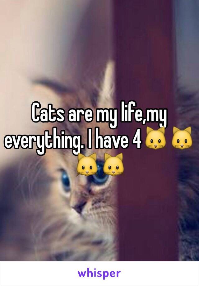 Cats are my life,my everything. I have 4🐱🐱🐱🐱
