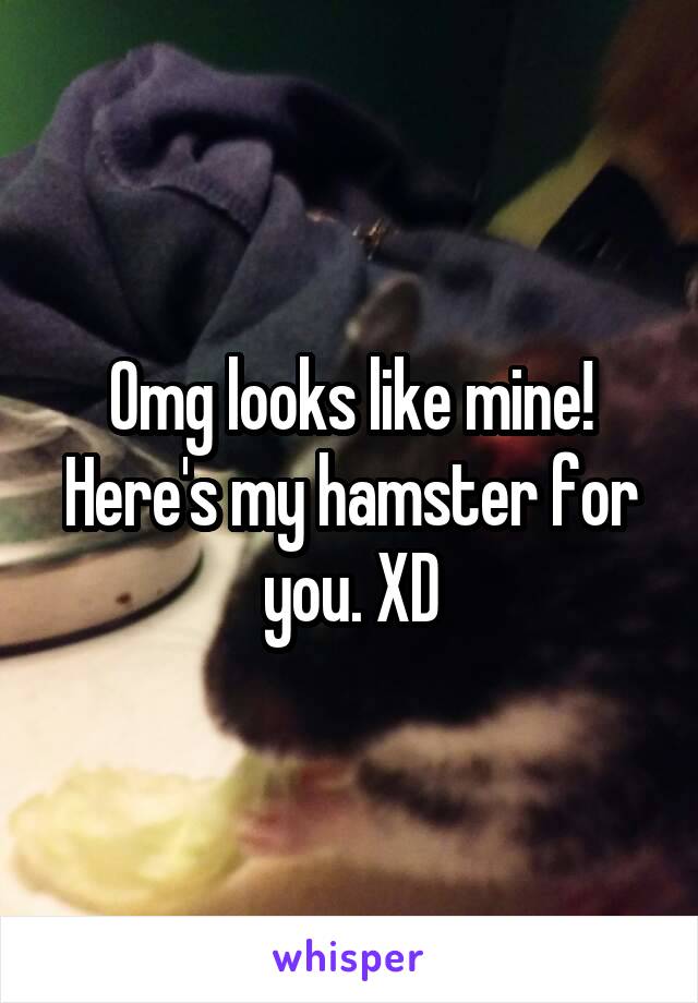 Omg looks like mine!
Here's my hamster for you. XD